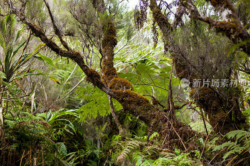 Fôret de Bélouve -留尼汪群岛山脉中的雨林、蕨类和苔藓